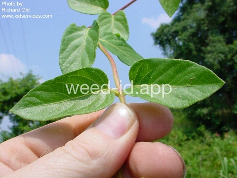 honeysuckle, Japanese